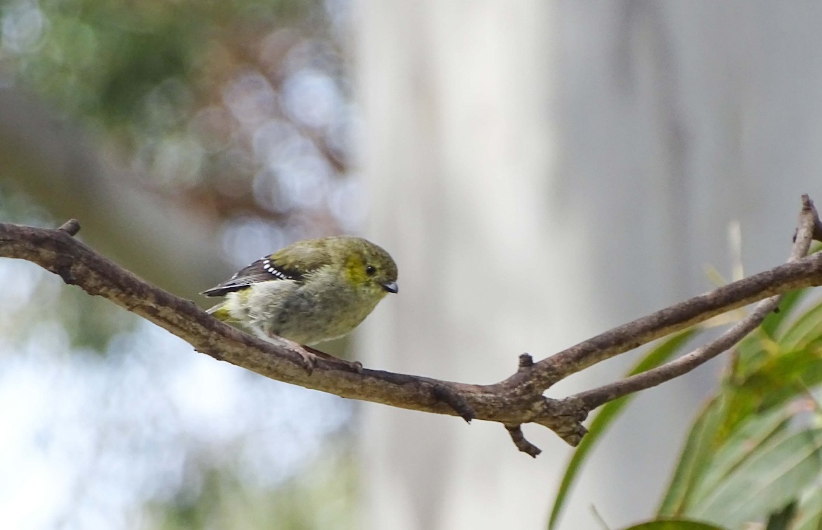Forty-spotted Pardalote - Tim Burr