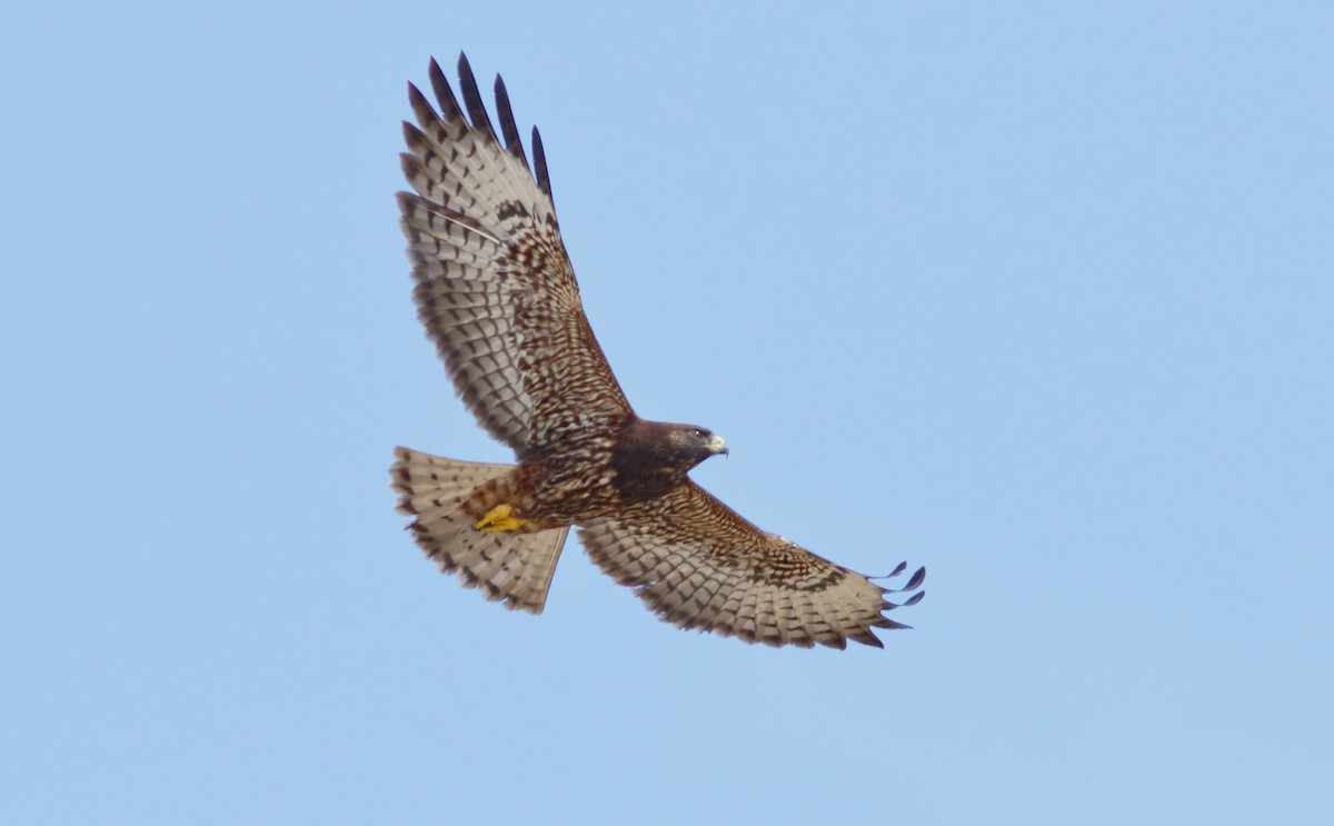 Short-tailed Hawk - ML74262171
