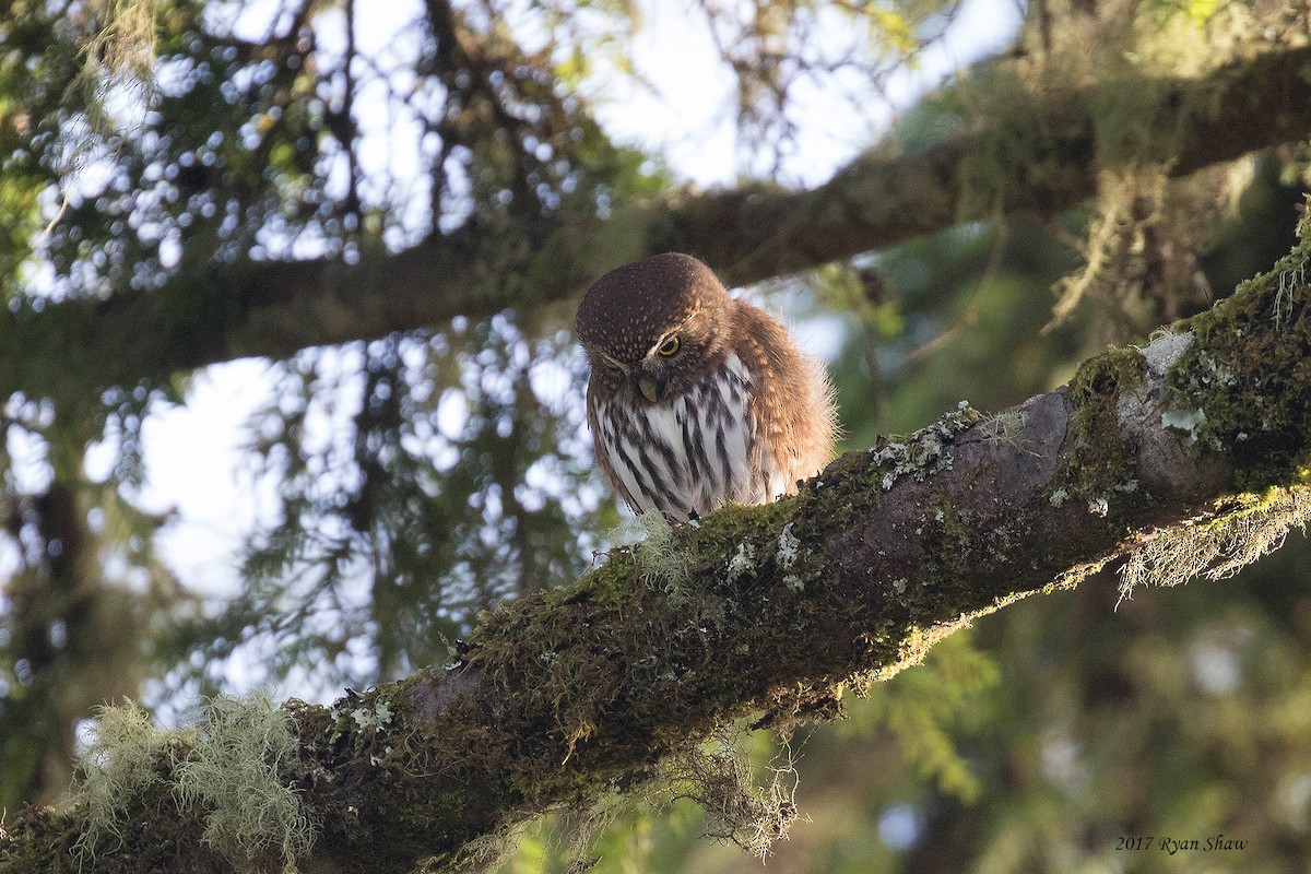 Northern Pygmy-Owl - ML74267891