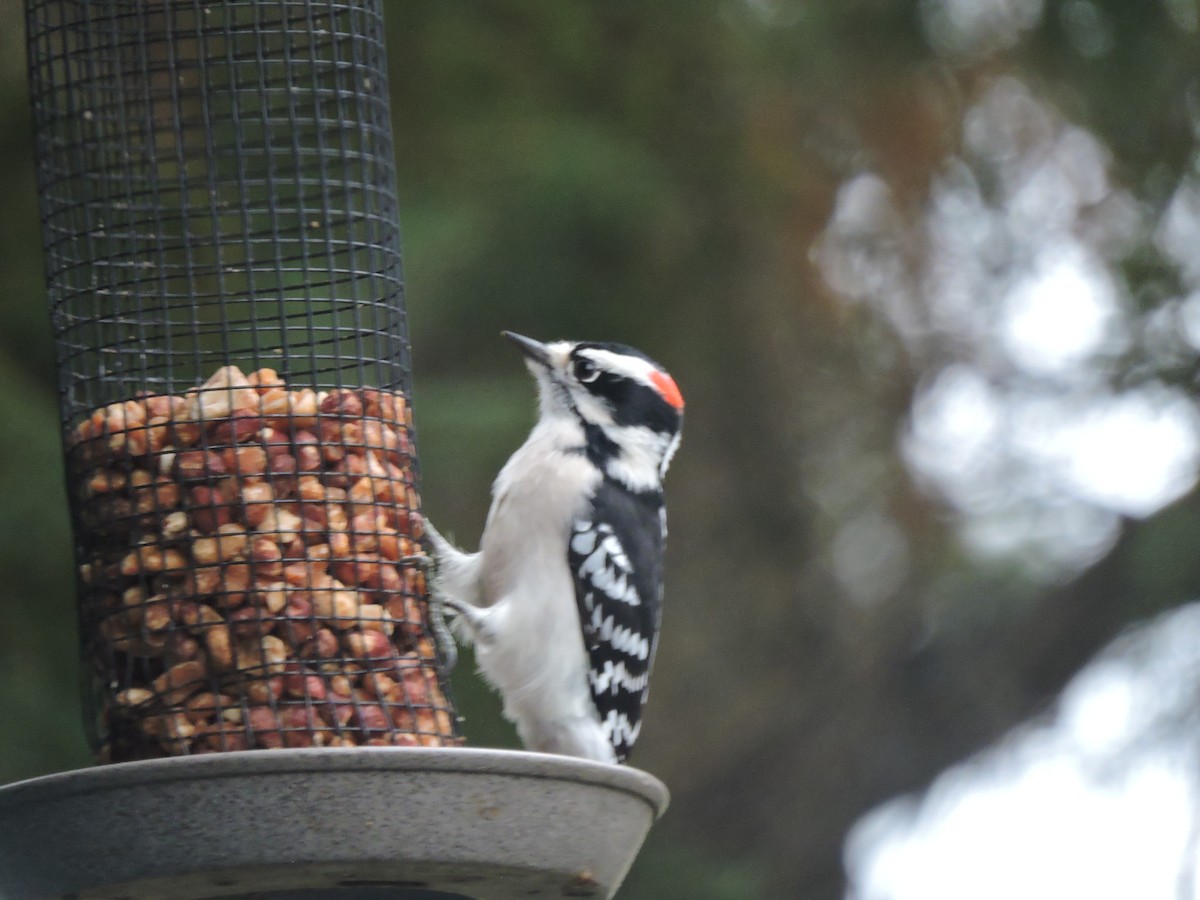 Downy Woodpecker - ML74269191