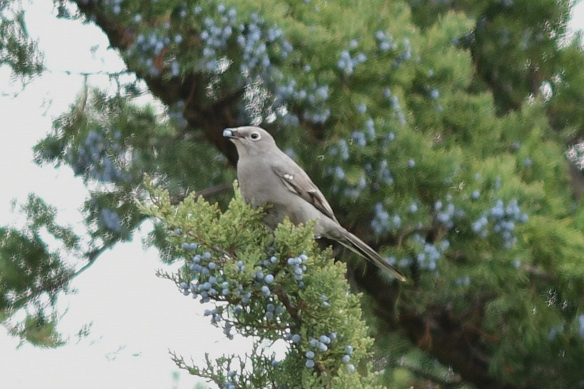 Townsend's Solitaire - Steve Kruse