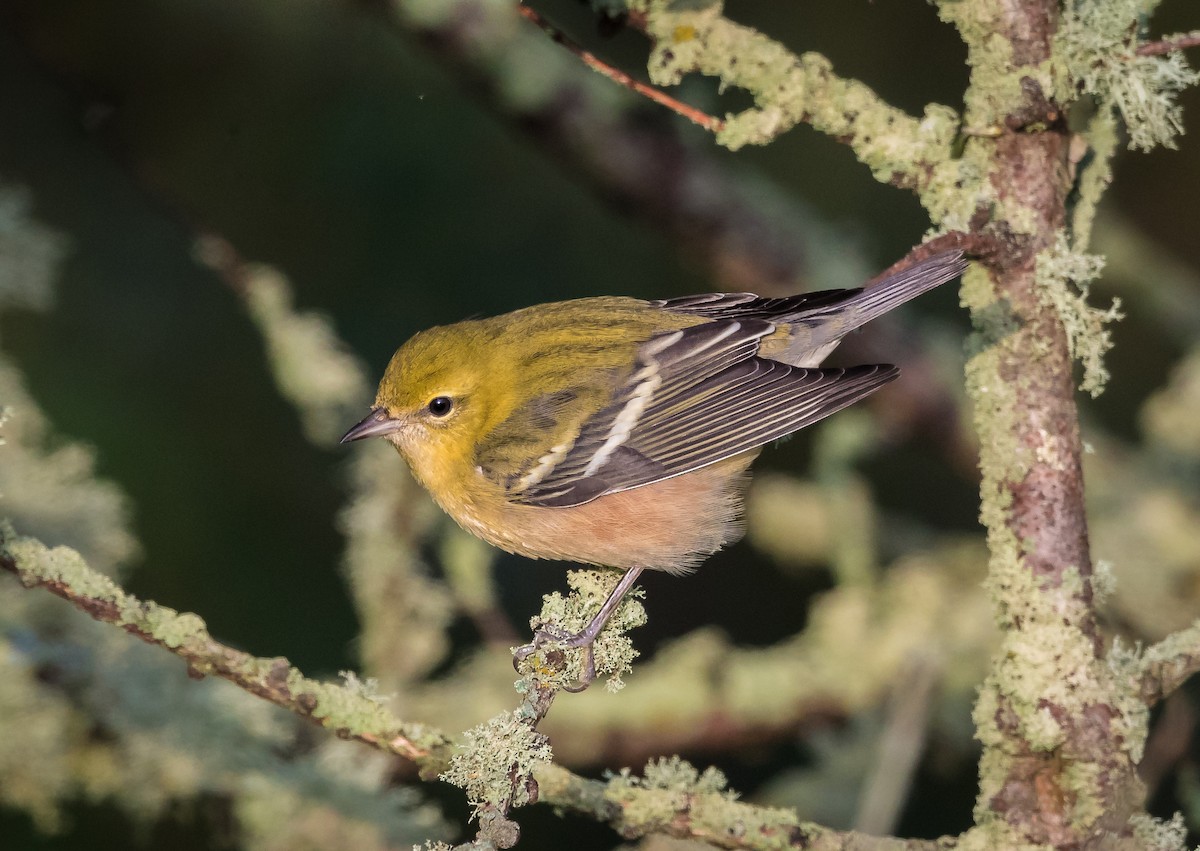 Bay-breasted Warbler - ML74271991