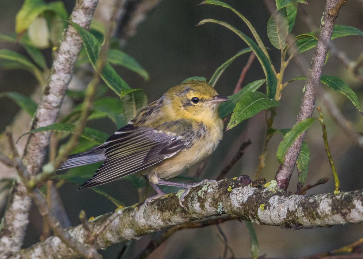 Bay-breasted Warbler - ML74272001