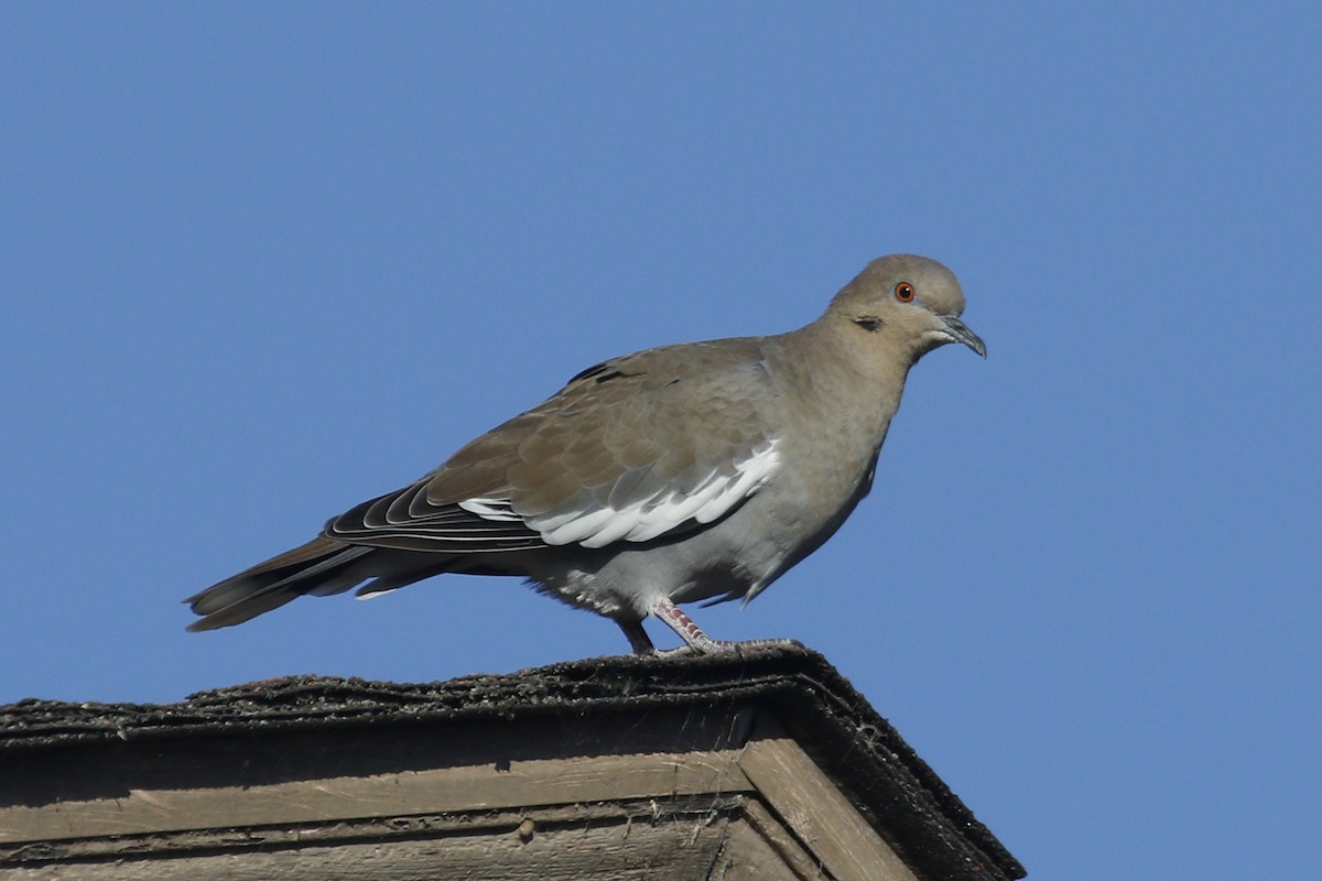 White-winged Dove - Donna Pomeroy