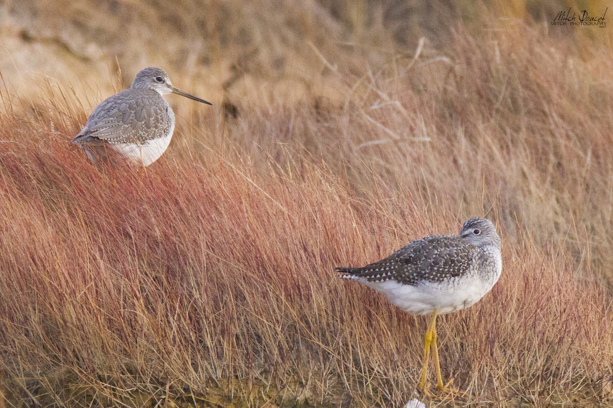 Greater Yellowlegs - Mitch (Michel) Doucet