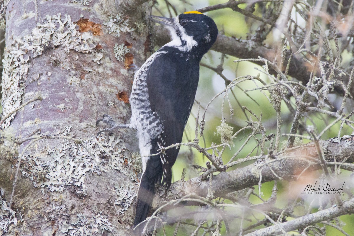 Black-backed Woodpecker - Mitch (Michel) Doucet