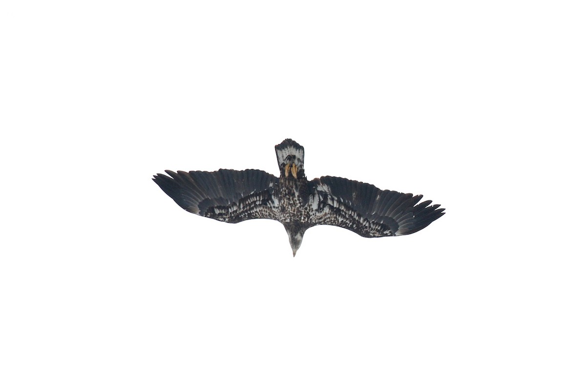 Белоголовый орлан - ML74280541