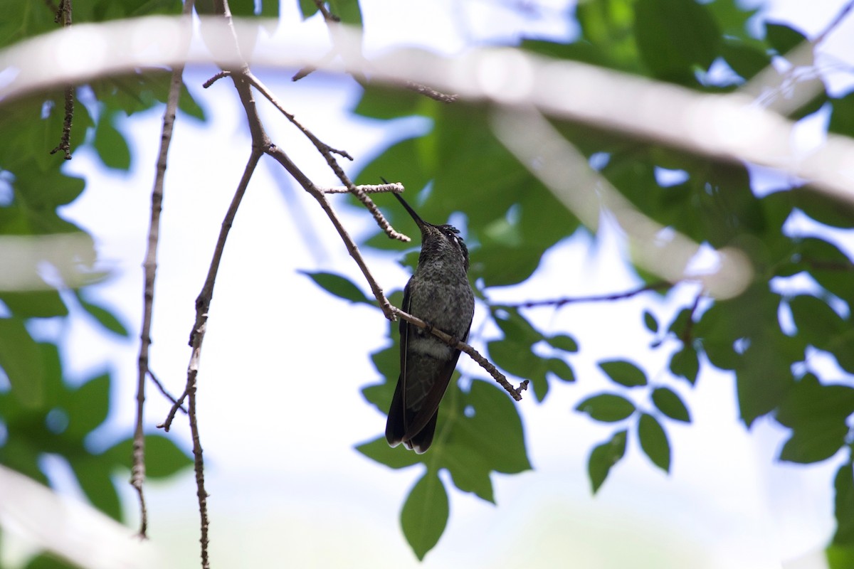 Rivoli's Hummingbird - Casey Weissburg