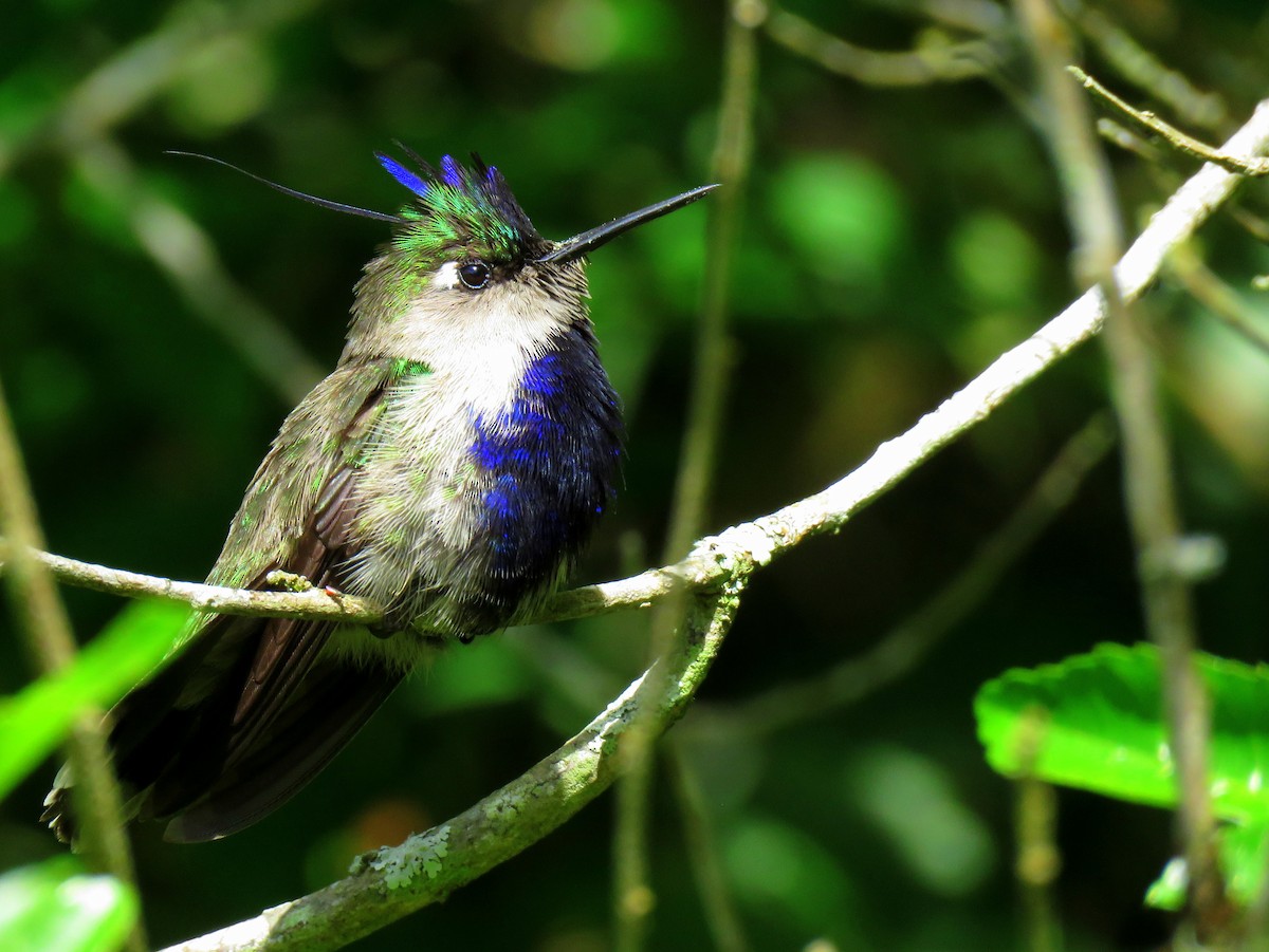 Purple-crowned Plovercrest - Raphael Kurz -  Aves do Sul