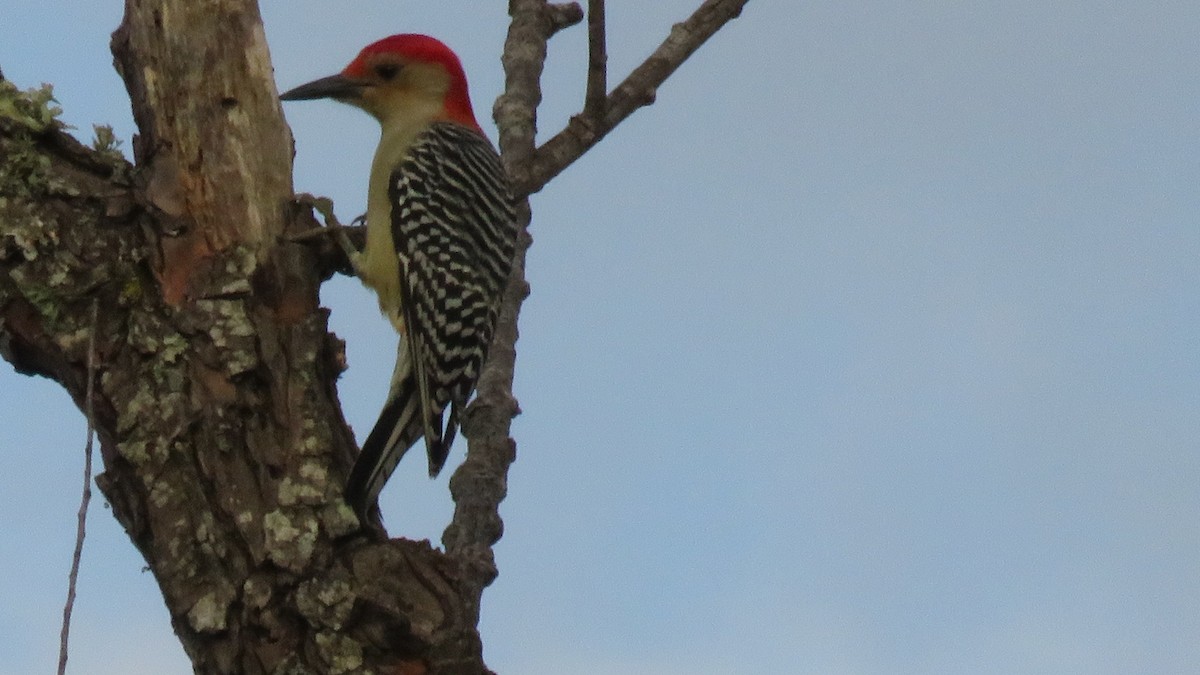 Red-bellied Woodpecker - ML74288141