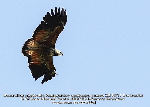 Black-collared Hawk - Lista de aves de Costanera Sur