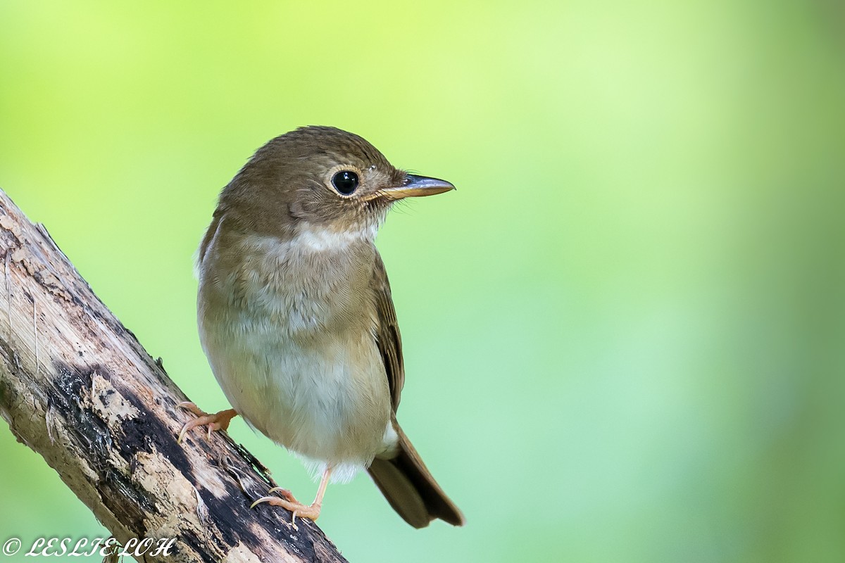 Brown-chested Jungle Flycatcher - Leslie Loh