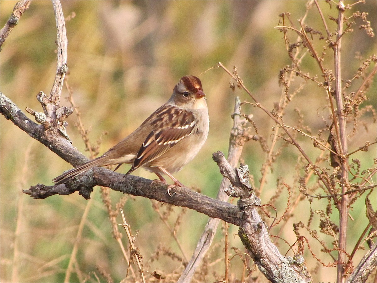 White-crowned Sparrow - Benjamin Murphy