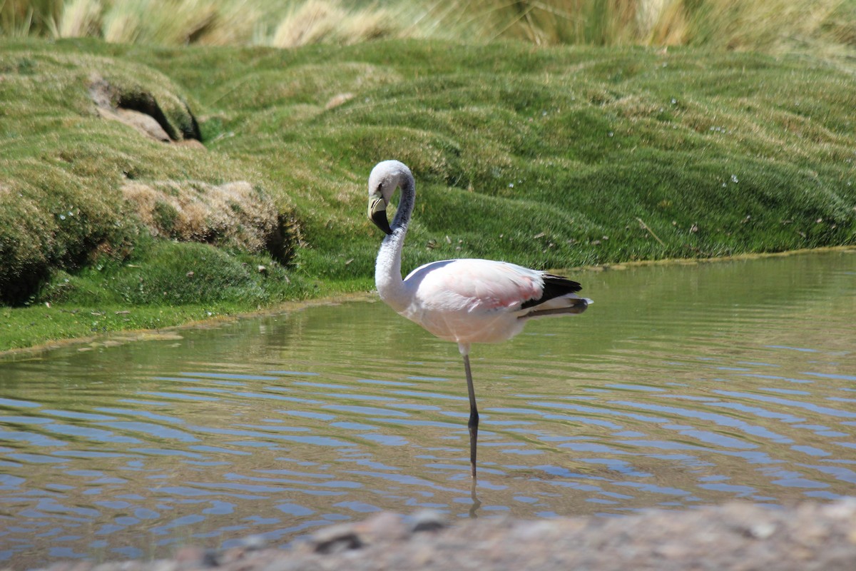 Andean Flamingo - Michael Weymann