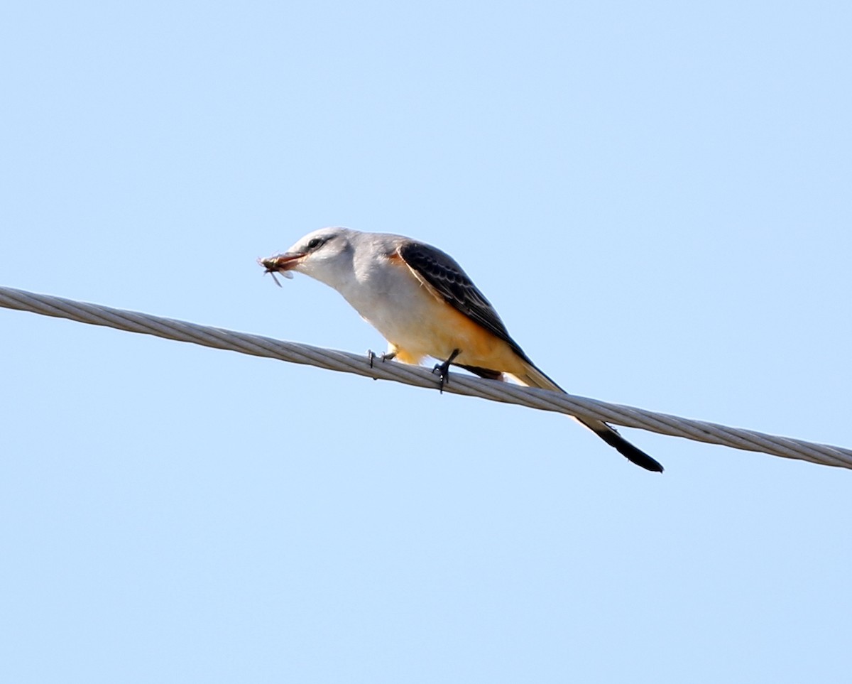 Scissor-tailed Flycatcher - joan garvey