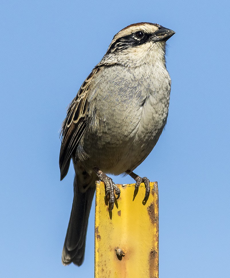 Striped Sparrow - ML74301011