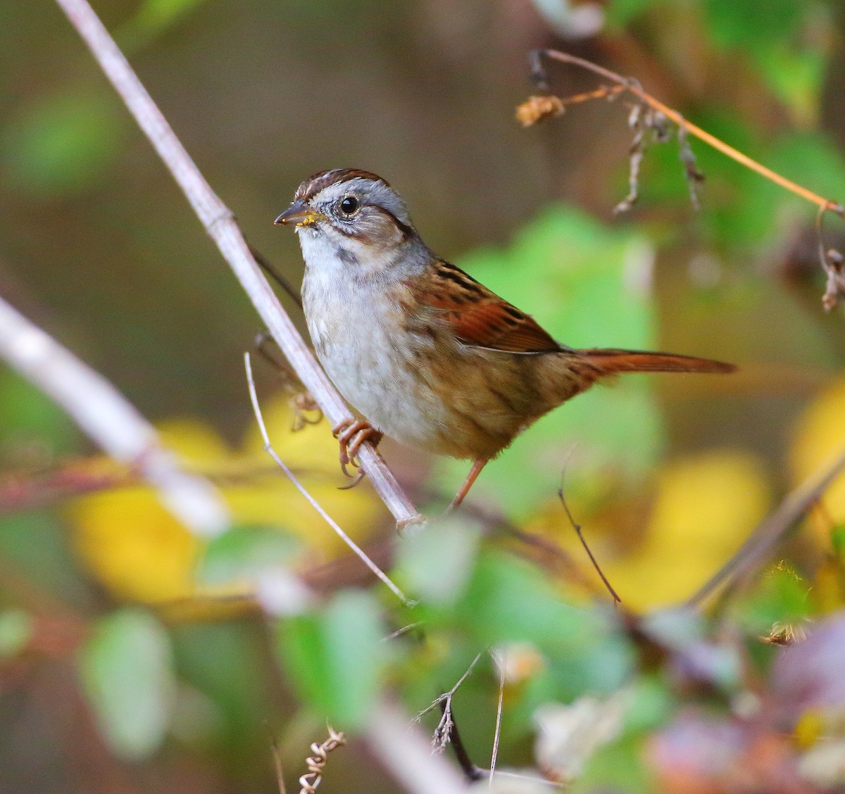 Swamp Sparrow - ML74301451