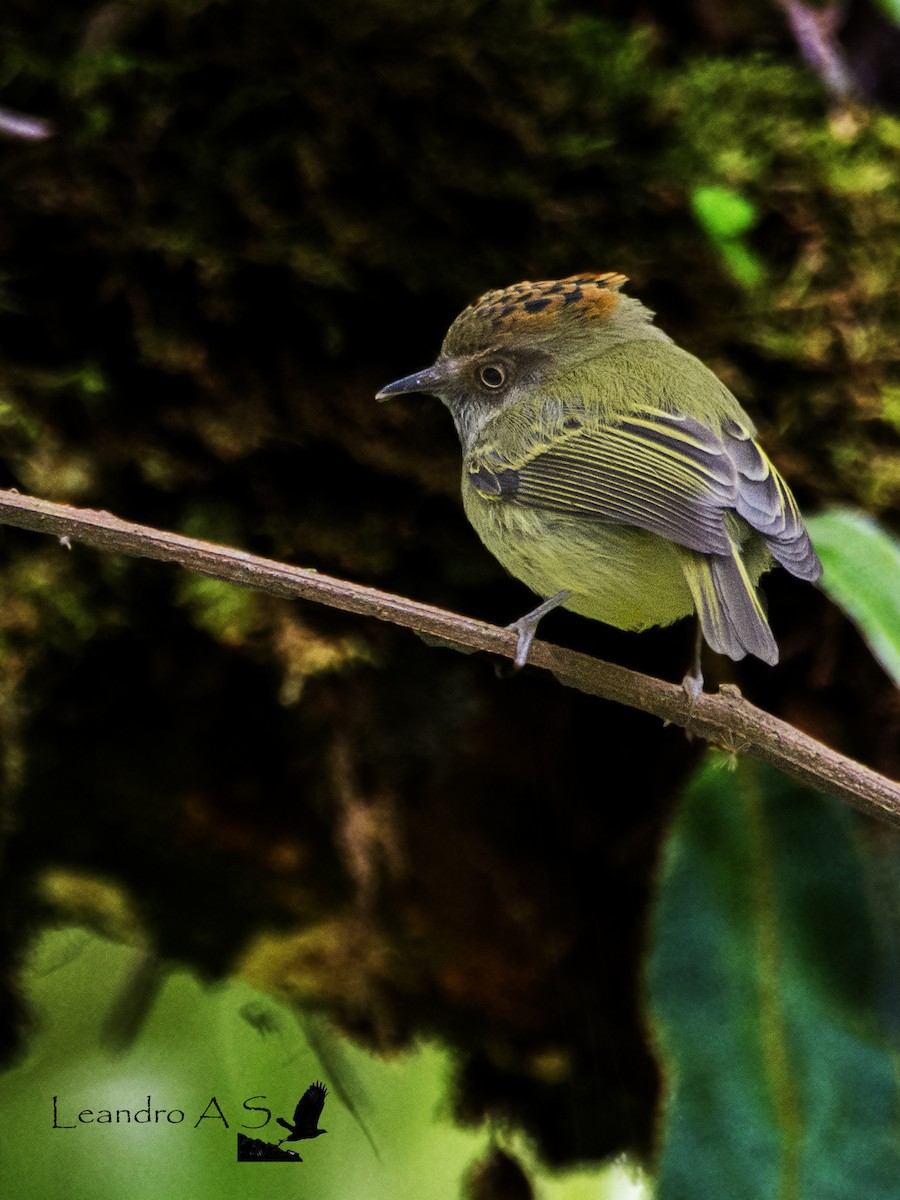 Scale-crested Pygmy-Tyrant - ML74301851