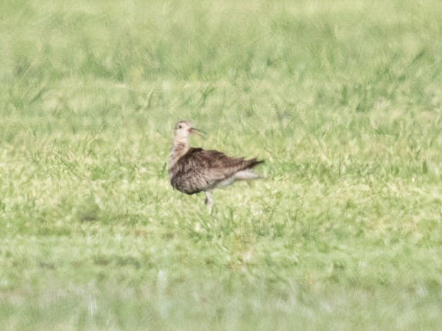 Little Curlew - Norton Gill