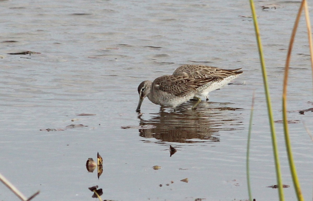 Long-billed Dowitcher - Gary Leavens