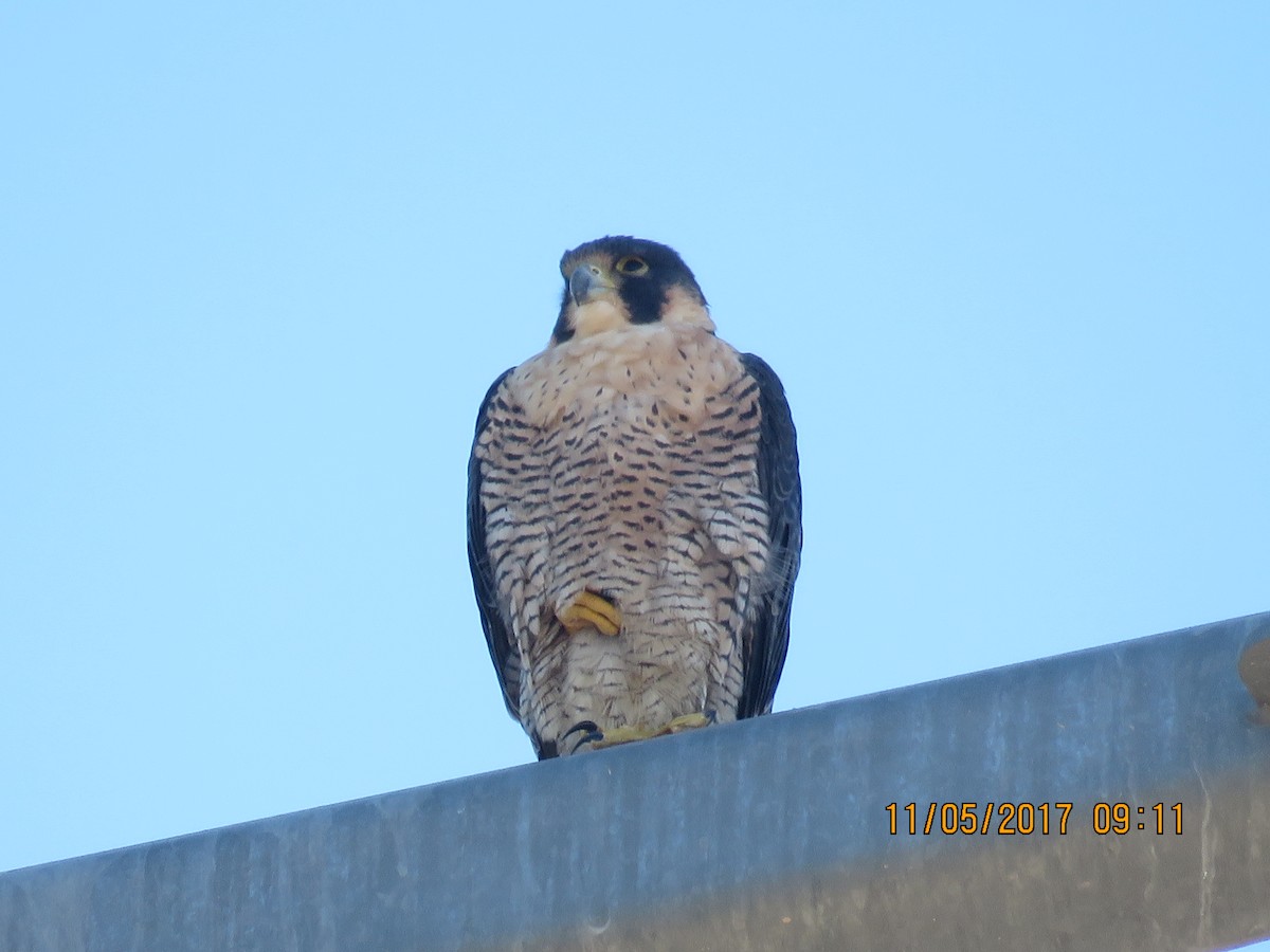 Peregrine Falcon - Don Witter