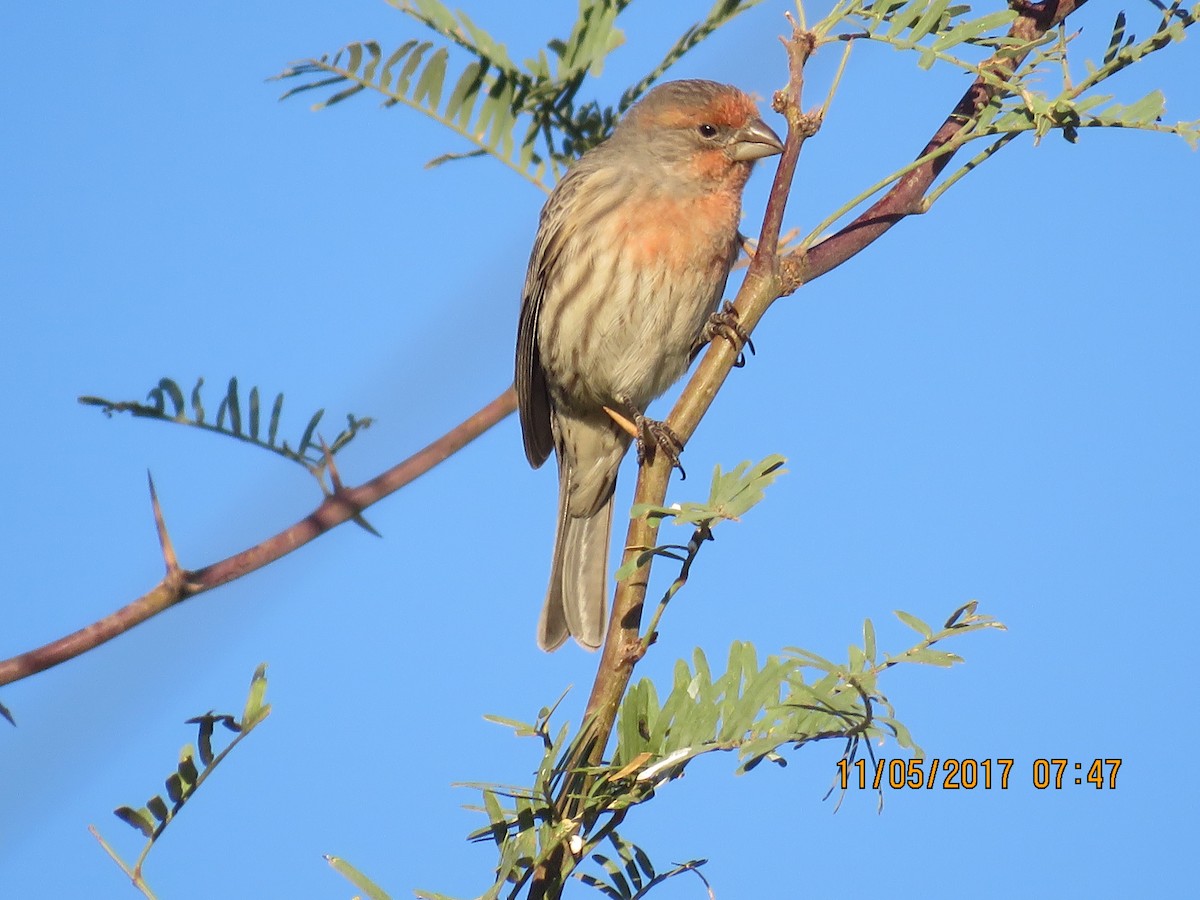 House Finch - Don Witter