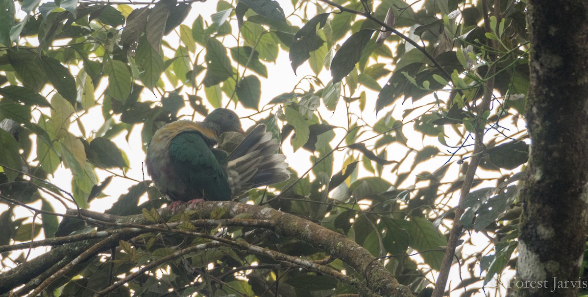 Yellow-breasted Fruit-Dove - Forest Botial-Jarvis