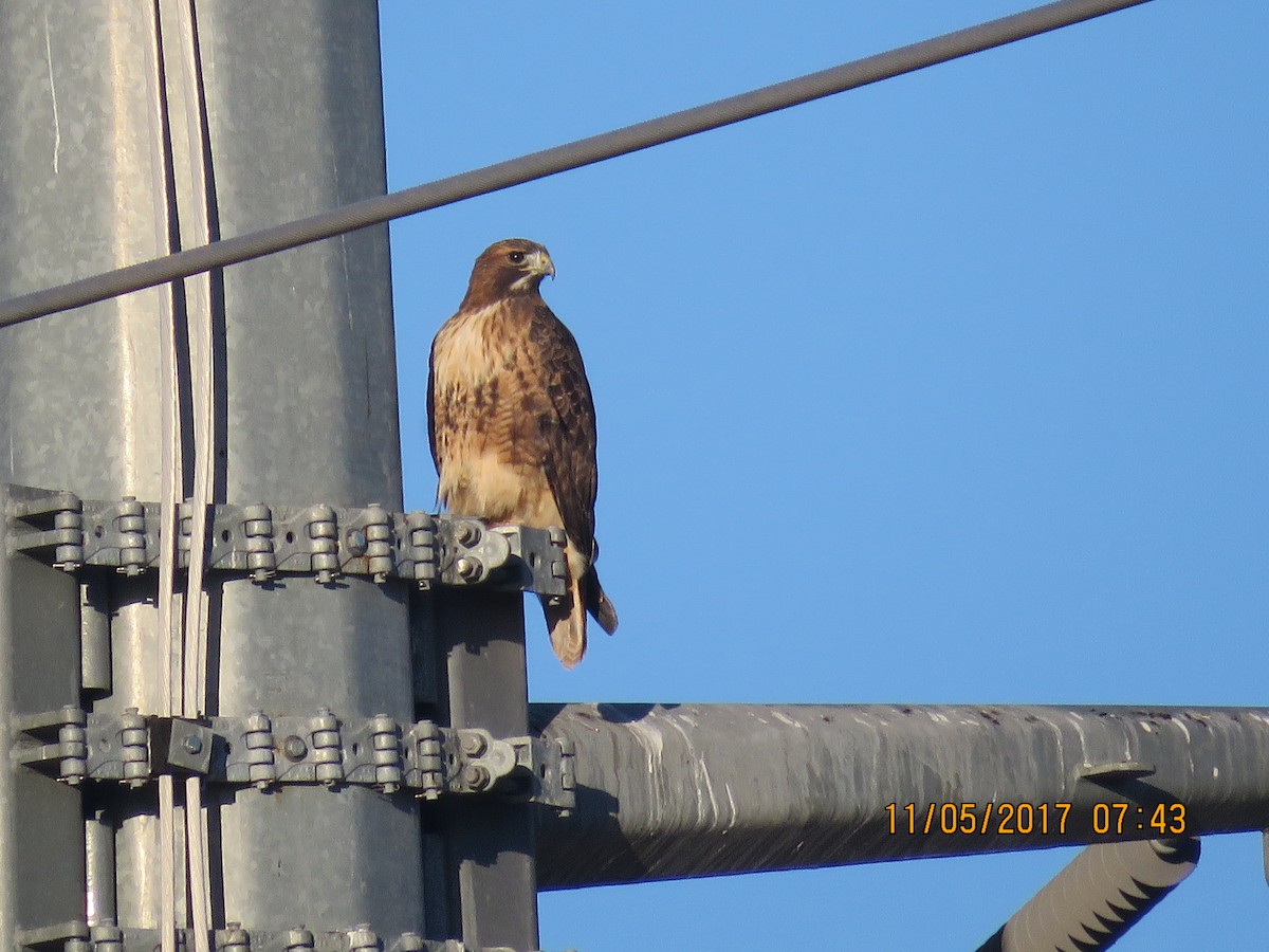 Red-tailed Hawk - Don Witter
