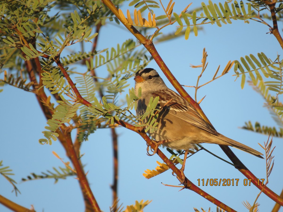 White-crowned Sparrow - Don Witter