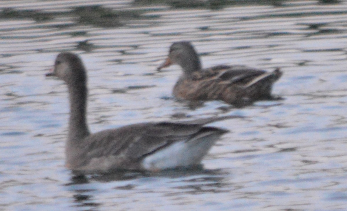 Greater White-fronted Goose - ML74306981