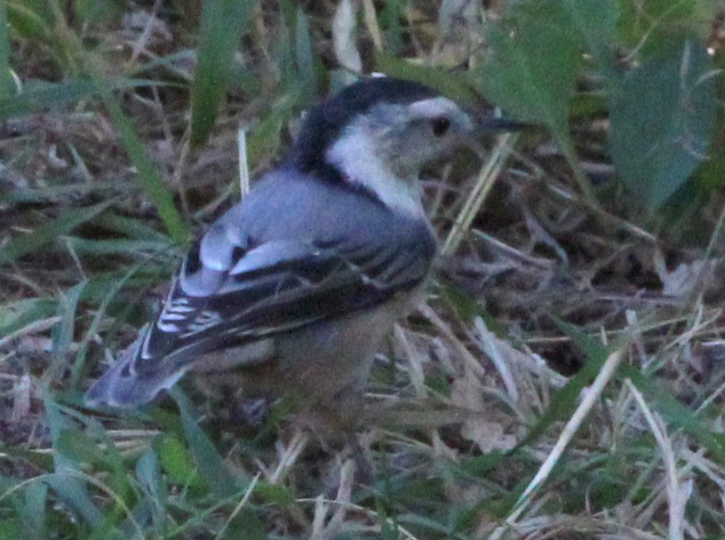 White-breasted Nuthatch - ML74307481