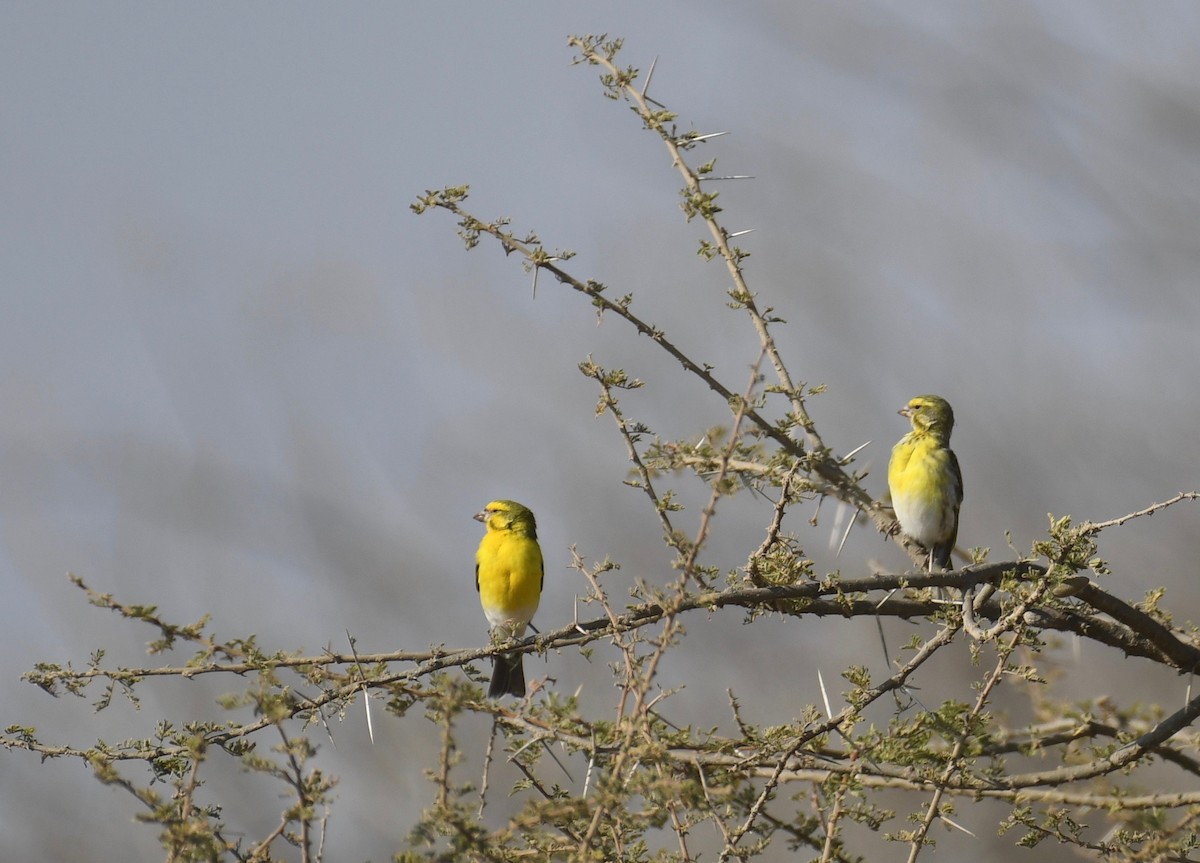 White-bellied Canary - Theresa Bucher