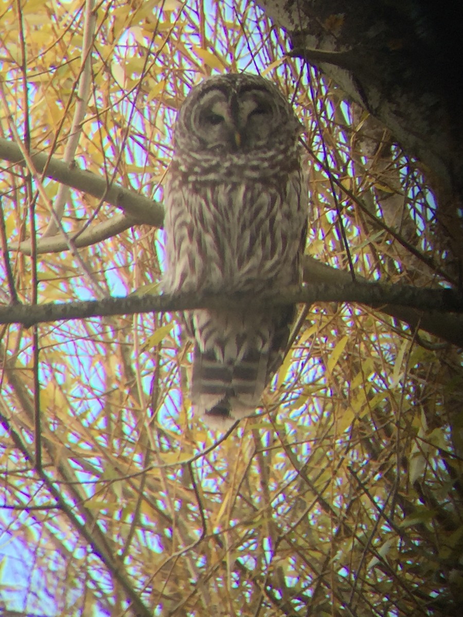 Barred Owl - ML74315471