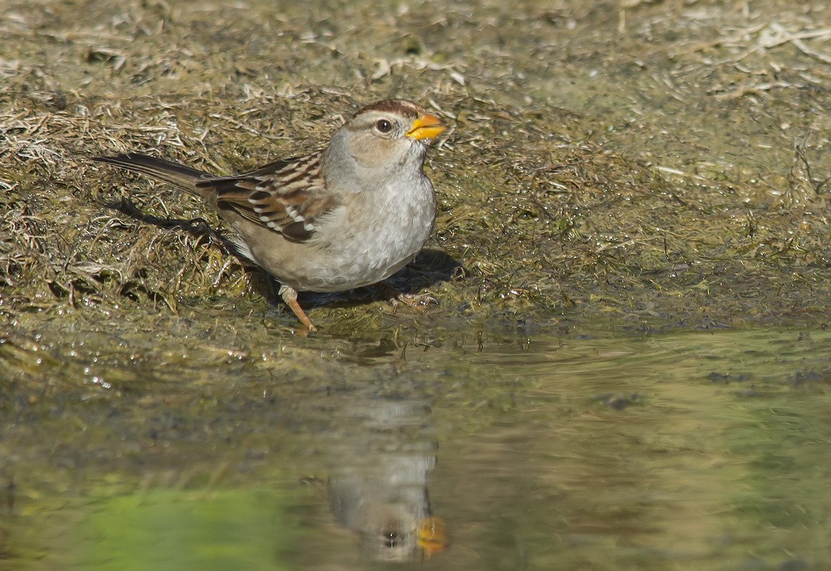 White-crowned Sparrow - Jerry Ting