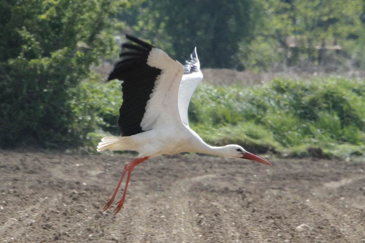 White Stork - Reinhard Vehring