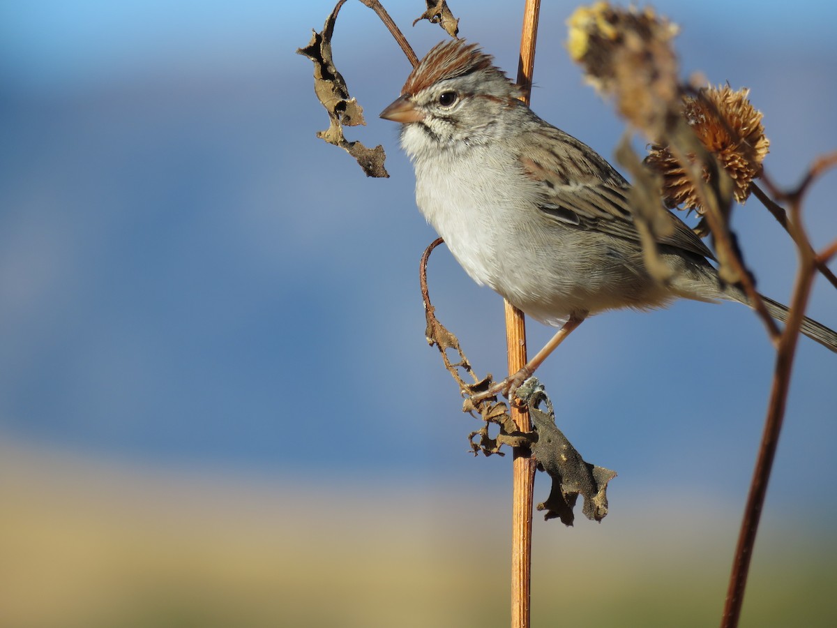 Rufous-winged Sparrow - Jennifer Rycenga