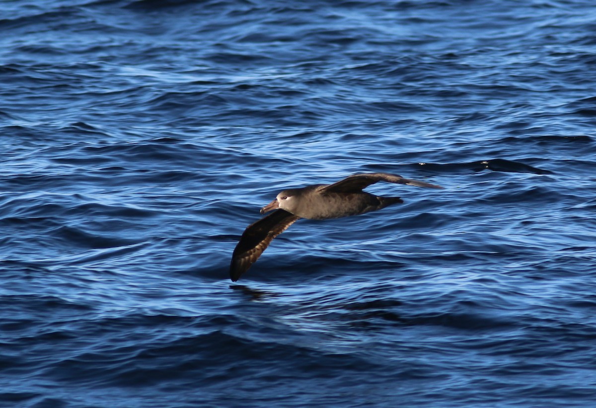 Black-footed Albatross - ML74324091