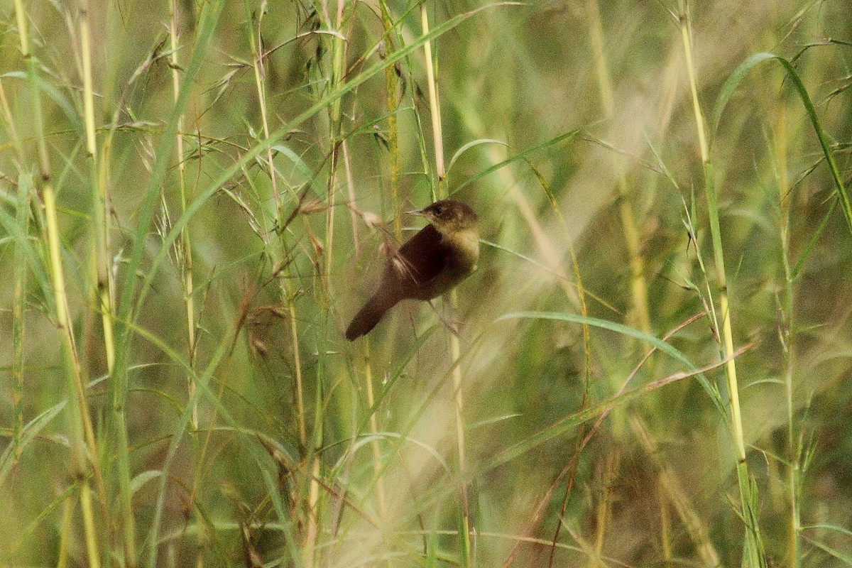 Broad-tailed Grassbird - ML74324551