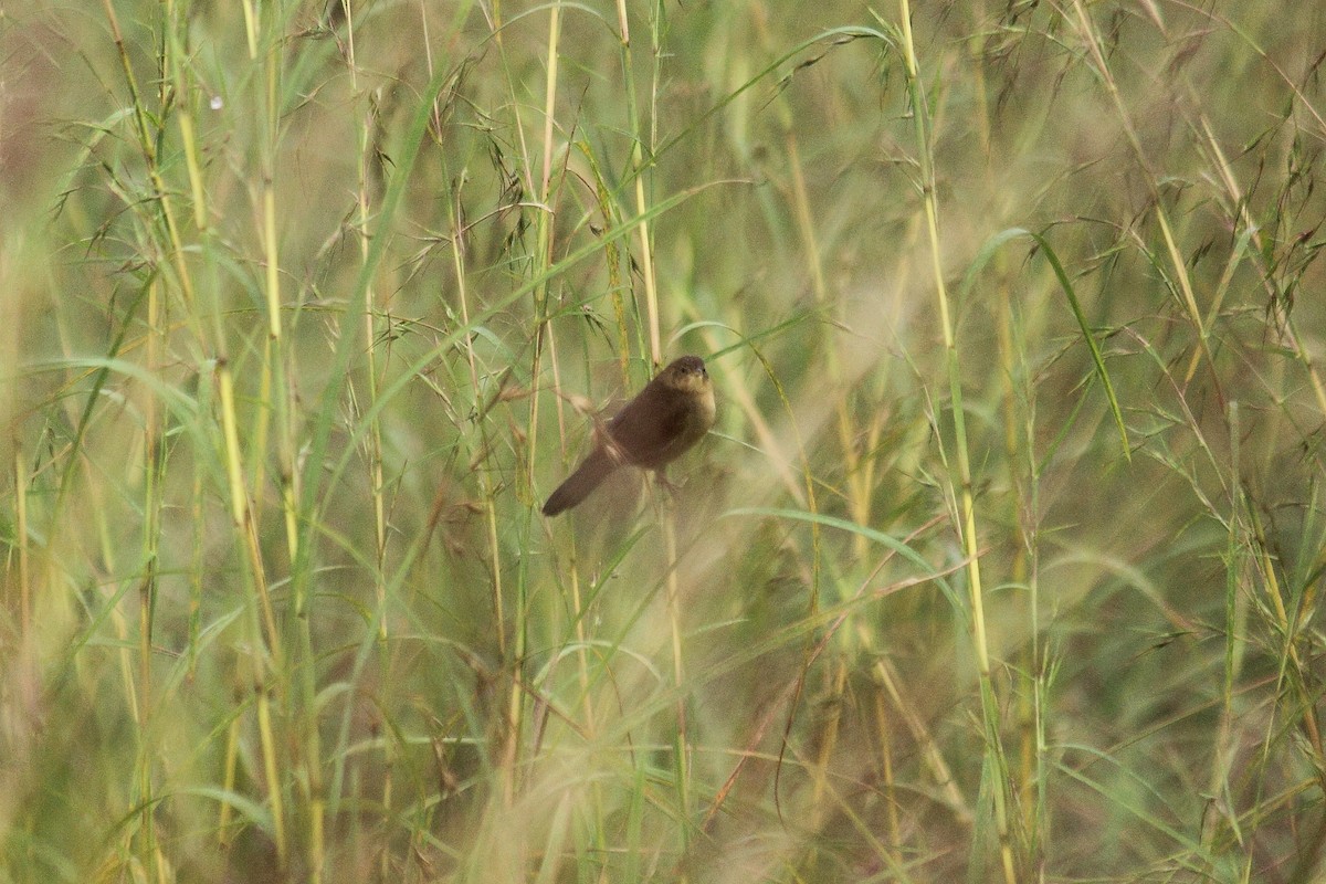 Broad-tailed Grassbird - ML74324561