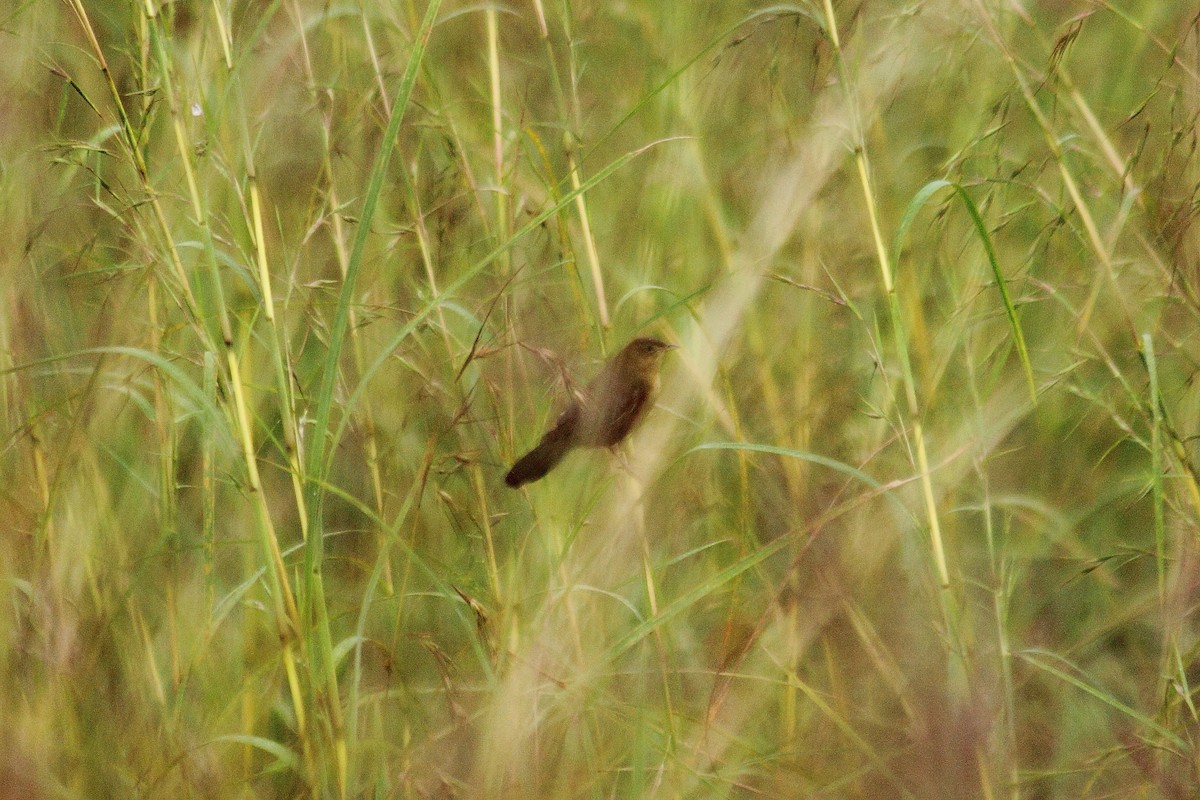 Broad-tailed Grassbird - ML74324581