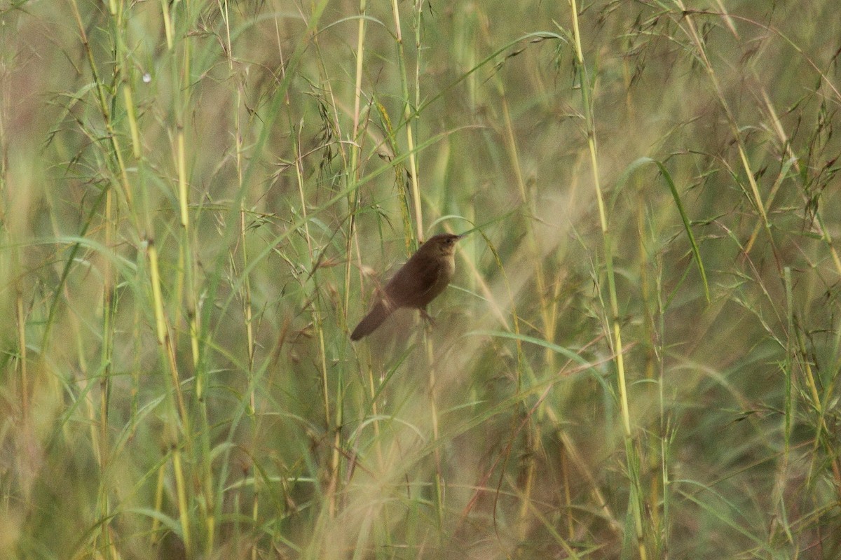 Broad-tailed Grassbird - kuttettan munnar