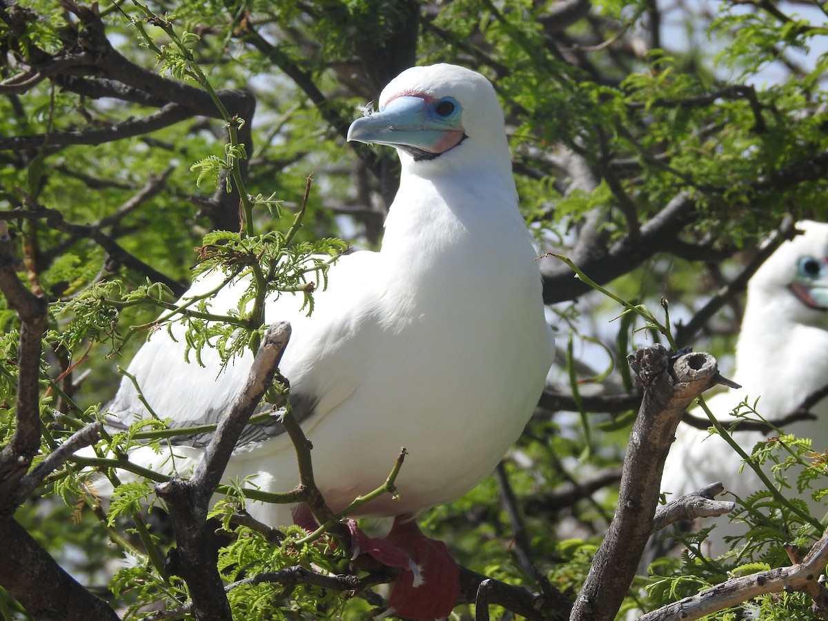 Red-footed Booby - ML74324901