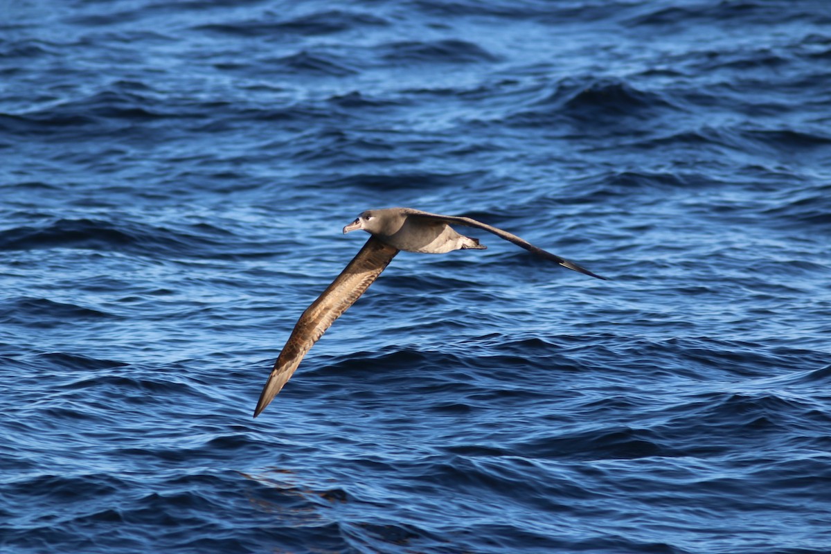 Black-footed Albatross - ML74326161