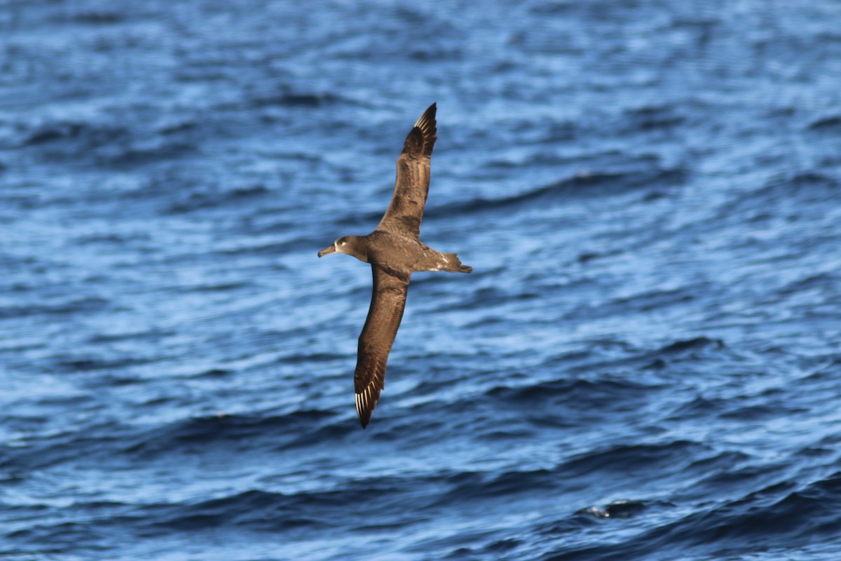 Black-footed Albatross - ML74327271