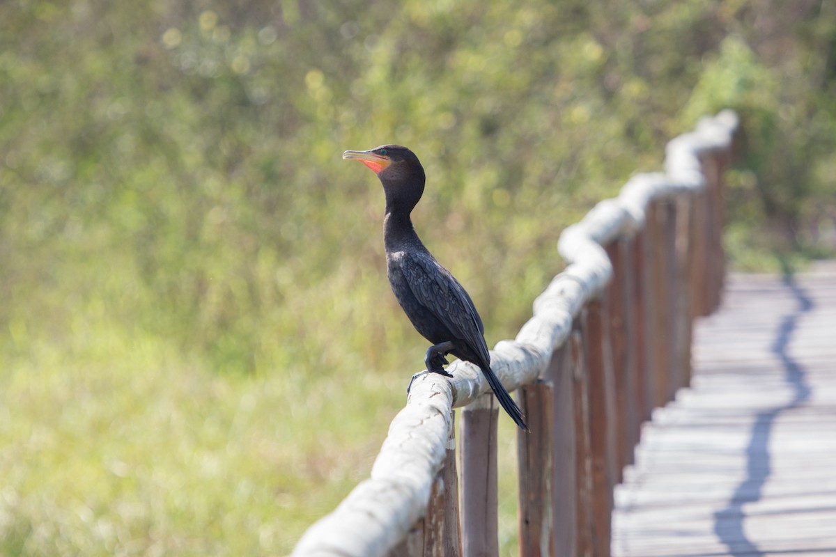 Neotropic Cormorant - Lindy Fung