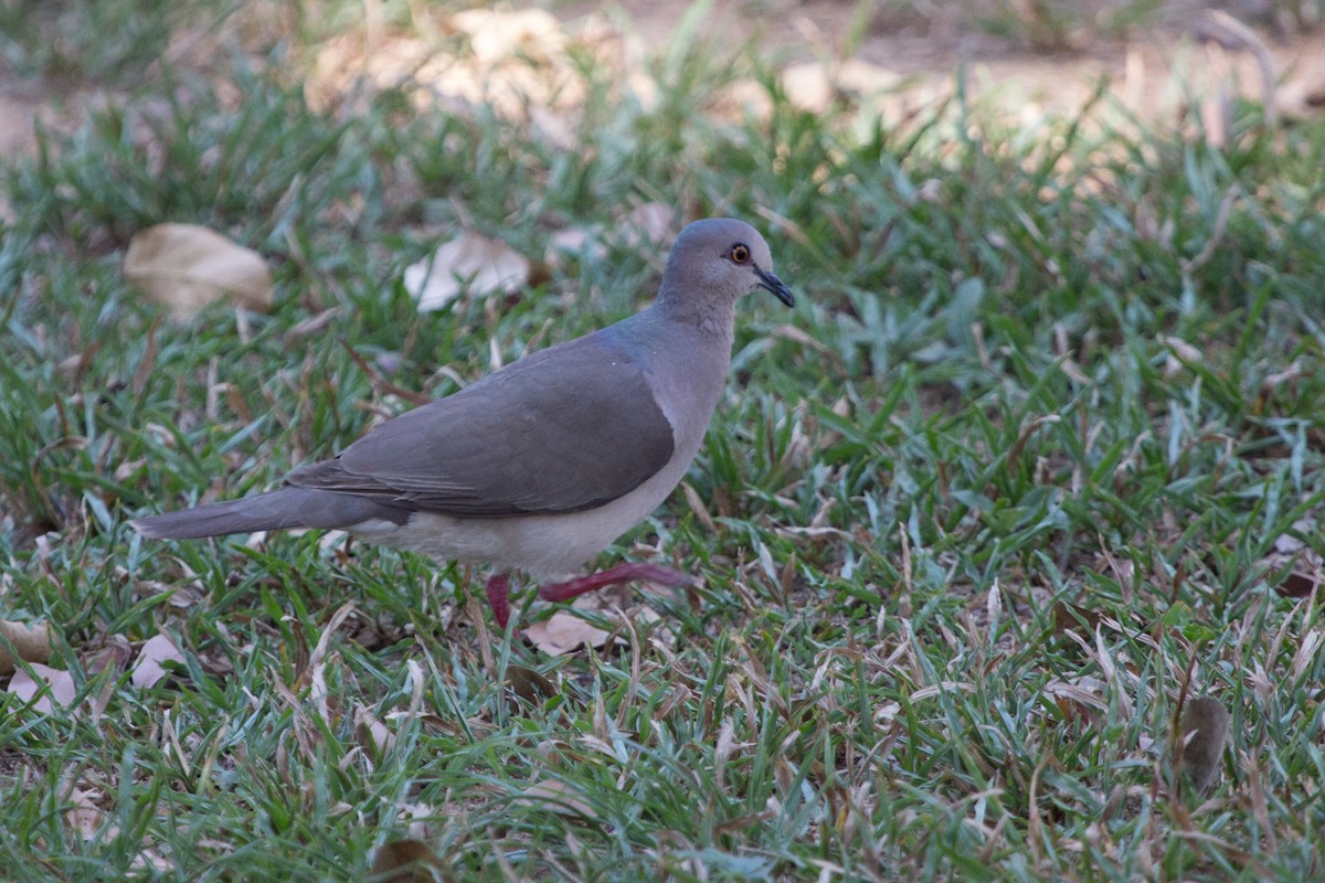 White-tipped Dove - Lindy Fung