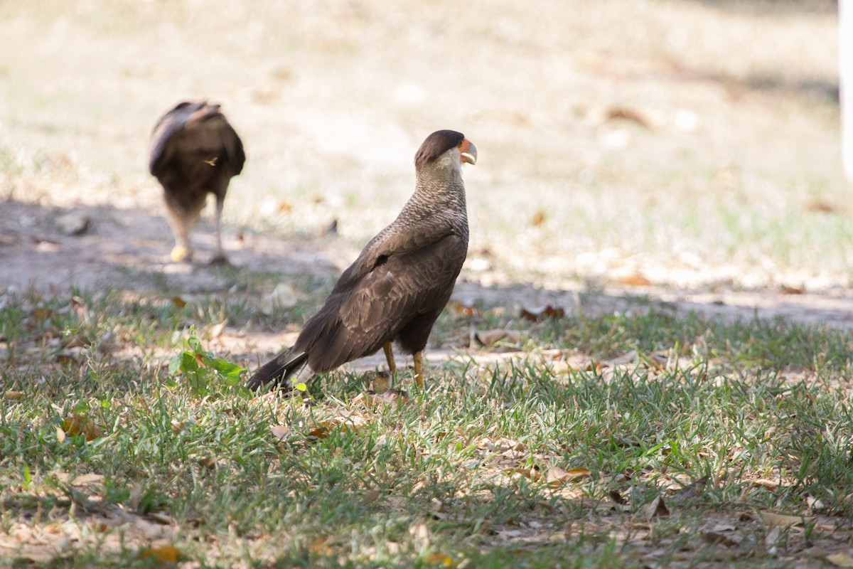Crested Caracara (Southern) - ML74332691
