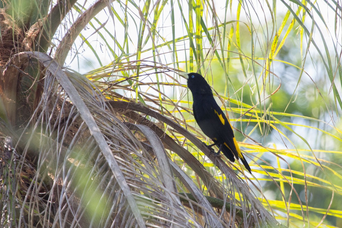 Yellow-rumped Cacique - ML74332881