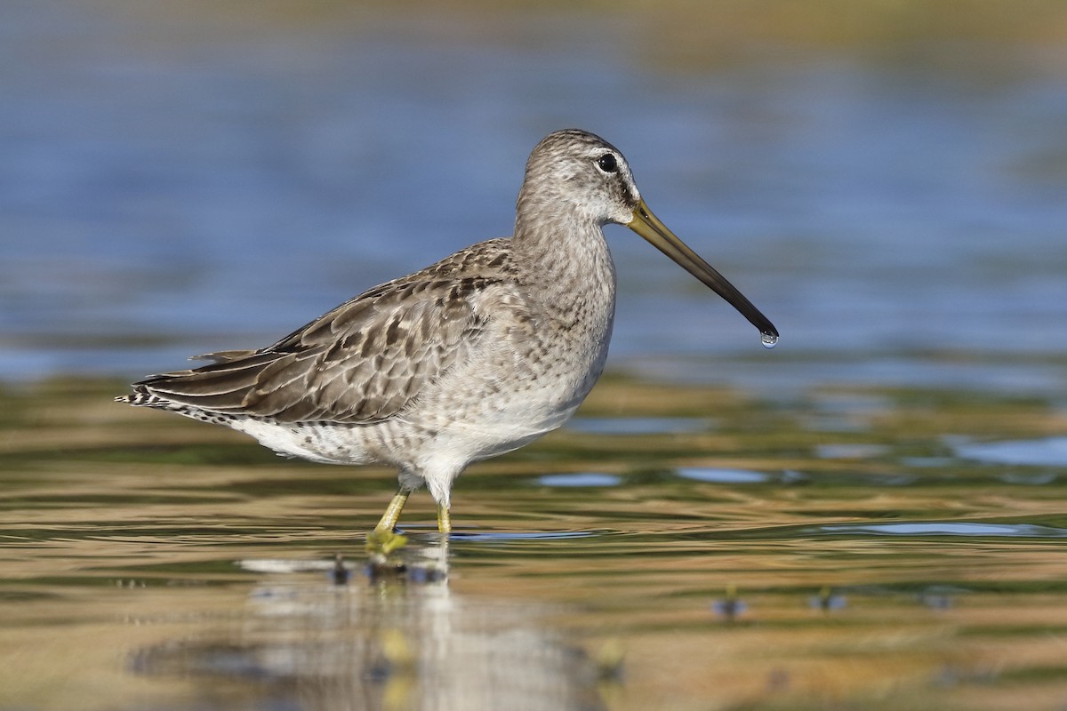 Long-billed Dowitcher - ML74333531