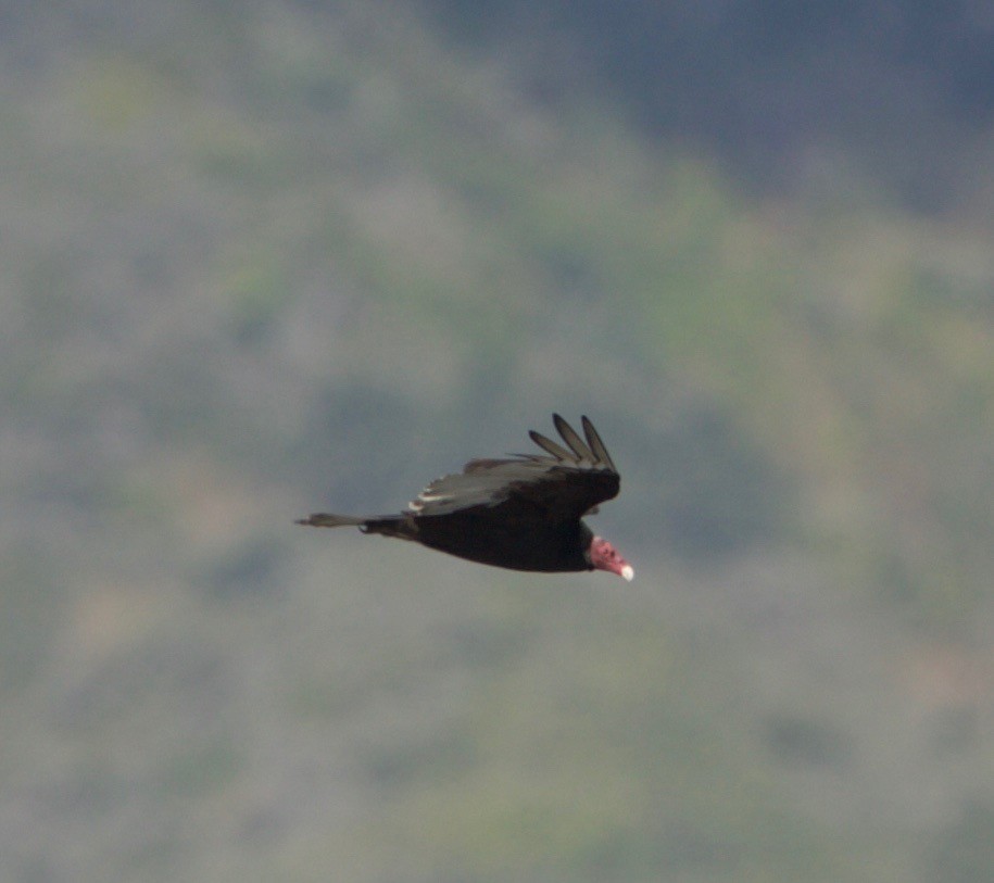 Turkey Vulture - Pandeeswaran  Bhoopathy